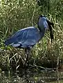 Image 6A Great blue heron at Alafia River State Park