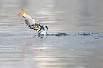 Great cormorant swallowing carp fish