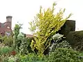 'Dicksonii' in the Long Border, Great Dixter (2014)