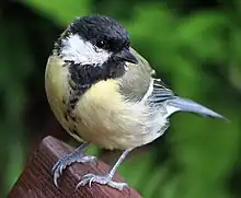  duller-plumaged great tit with weak breast and belly stripe