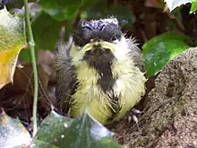  Young bird with ruffled adult-like plumage and yellow gape