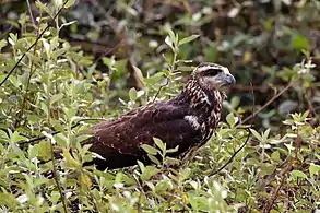 immature, Pantanal, Brazil