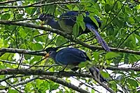 a pair at Kibale Forest, Uganda