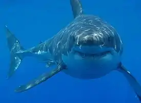 Great white shark