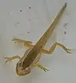 Tadpole developing into a froglet