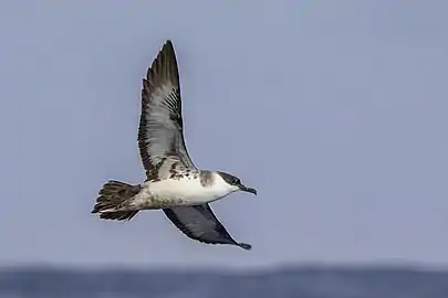 wing underside