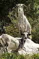 Mountain goats that take shelter at Green's Lodge Battery