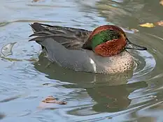 Green-winged teal