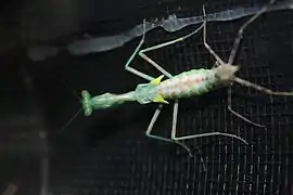 Female molting to adult