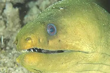 Green Moray Eel