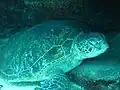 Green sea turtle