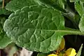 Leaf closeup