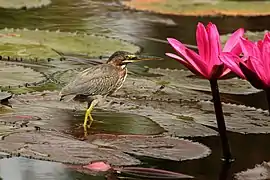 Young adult B. v. virescens