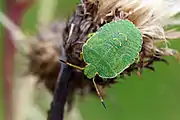 4th instar nymph