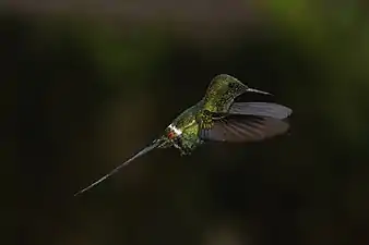 Male, Mount Totumas cloud forest, Panama