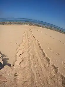 Returning tracks from a female green sea turtle