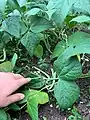 Green beans on a bush plant