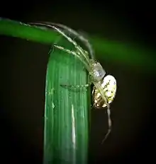 Greenlegged Orbweaver (Mangora maculata)