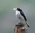 Male with the feed for juveniles at 8,000 ft.in Kullu - Manali District of Himachal Pradesh, India