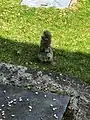 Grey squirrel in a garden at Sharptor