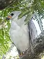 Grey goshawk in Edge Hill, Queensland, Australia