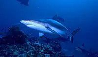 A wild grey reef shark