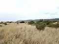 Grassy field with shrubs and distant trees