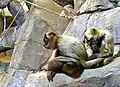 Geoffroy's spider monkey (Ateles geoffroyi) grooming