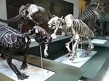 American Museum of Natural History mounts of (from left) Megalocnus rodens, Scelidotherium cuvieri, Megalonyx wheatleyi, Glossotherium robustus