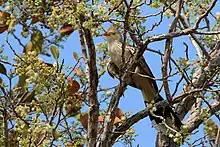 in the Pantanal, Brazil