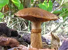  A side view of a thick, sturdy-looking brown mushroom with a prominent ring on the stem.