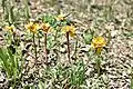 Young flowering stems of wild plants