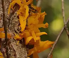 Telia emerging from juniper bark