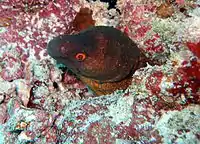 Yellow-edged moray