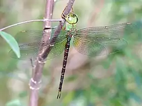 another view of the same dragonfly