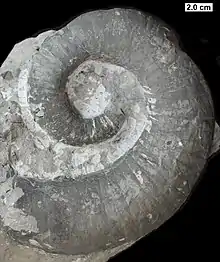 The shell of the nautiloid cephalopod Gyronaedyceras from the Milwaukee Formation.