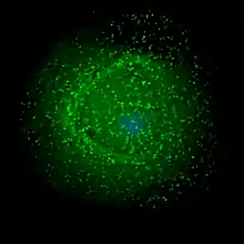 HIV assembling on the surface of an infected macrophage. The HIV virions have been marked with a green fluorescent tag