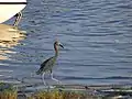 A hungry little blue heron feasts on a fish in the Halifax River.