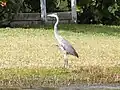 A great blue heron near City Island in the Halifax River.