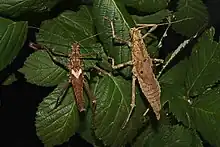 Haaniella scabra, pair