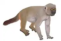 Hadropithecus restoration