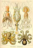 Cephalopod (Gamochonia)