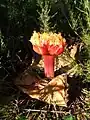 The inflorescence