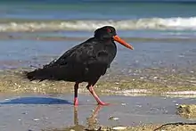 Variable oystercatcher