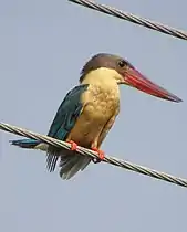 Stork-billed Kingfisher