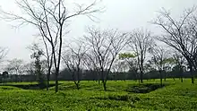 Halda vally tea garden garden