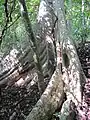 Trunk at Udawatta Kele Sanctuary, Sri Lanka