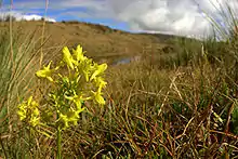 A Gentian flower in the Andean grassland above Wayqecha, Halenia sp.