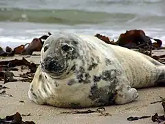 Gray seal