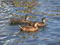 Mallard ducks swim in the Halifax River near City Island.